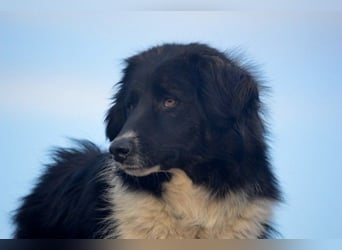 Bob - Charmanter Herdi-Mix will sich endlich binden! (47839 Krefeld)