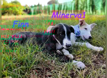 Minerva1 geb. 05/2025 (ESP) - neugierige und lebensfrohe, bezaubernde Welpin!