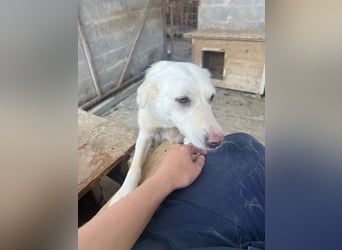 Soraya, 3 Jahre,  zweite Chance gesucht