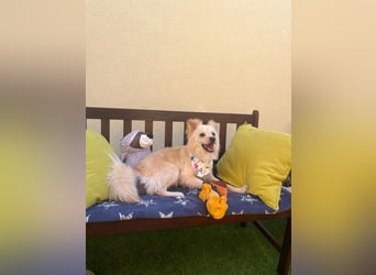 Rudi SR – Süßer Spitz-Junghund sucht seine Menschen