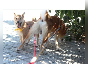 Schöne rote Shiba inu Welpen MEI, MIKA, MASARU mit FCI dokumenten