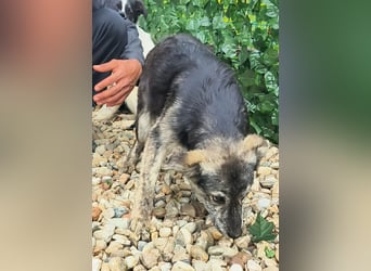 HERKULES - Hund sucht Mensch( en)