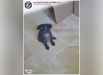 Mega lieber Dego sucht Zuhause