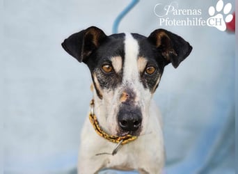 Benyamin ist fröhlich und sehr menschenbezogen (eher Einzelhund)