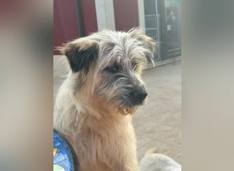 JAMES – unser fröhliches Wollknäuel auf vier Pfoten