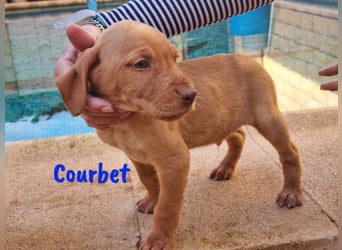 Courbet 11/2022 (ESP) - verspielter, hübscher Jagdhund-Mix Junghund!