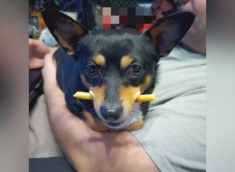 Mittelspitz-Chihuahua-Terrier Mix