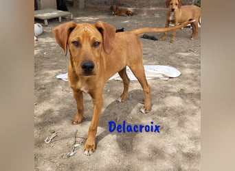 Delacroix geb. 11/2022 (in Deutschland) - NOTFELLCHEN sucht DRINGEND sichere Bleibe!