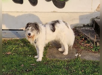 Tobi, geb. 2018, Wuschelhund sucht liebevolles Zuhause
