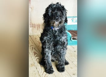 Jack, Schnauzer-Pudel-Mix, geb. 2015, netter Senior sucht Zuhause