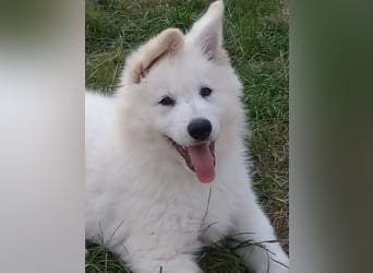 Weiße Schäferhundwelpen - Herzensbrecher für Familie, Sport und Show