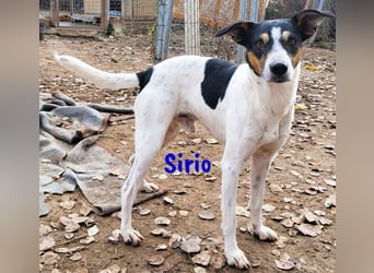 Sirio 04/2022 (ESP) - sozialer und unkomplizierter Ratonero Bodeguero Andaluz!