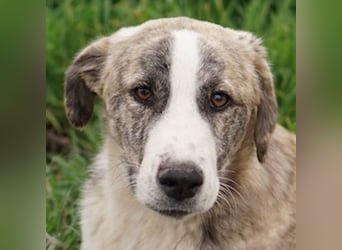 Xabi, geb. ca. 07/2023, lebt in GRIECHENLAND, auf einem Gelände, Hunde werden notdürftig versorgt