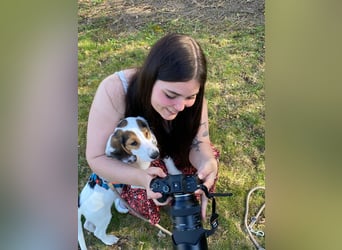 Beagle Mischlingswelpe GEORGY (Dezember 2024) sucht eine eigene Familie