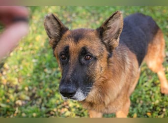 LOU - der brave, etwas ruhigere Rüde sucht ein liebevolles Für-Immer Zuhause