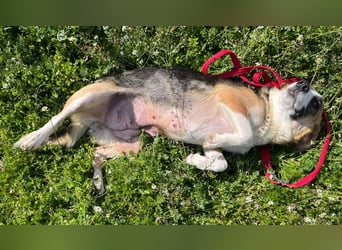 Hundeherz  sucht Familienglück 