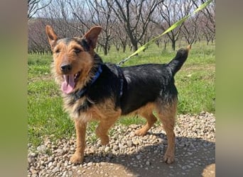 Foxi ist clever, aufmerksam und neugierig