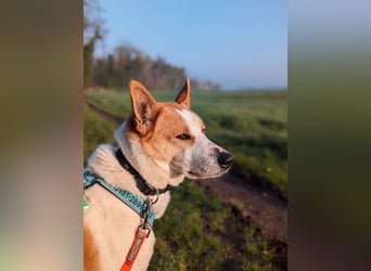 Canaan Dog-Welpe (Kanaan-Hund)