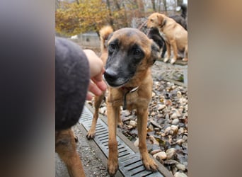 Bezaubernde Hundelady RONJA sucht liebevolle Familie