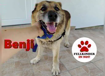 Sonnenschein Benji sucht sein Happy End, Schäferhund Mischling