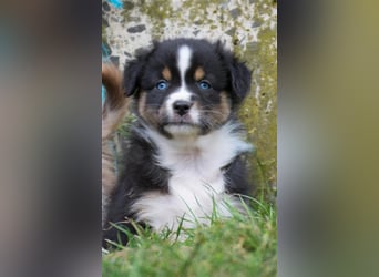 Wunderbare Aussiewelpen in tollen Farben, teilw. mit blauen Augen