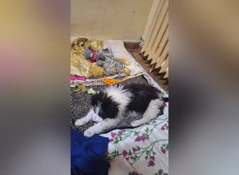 Kleine Lola sucht ein Zuhause
