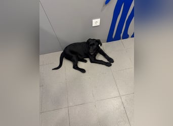 Süßer "Zayco" sucht noch sein Plätzchen