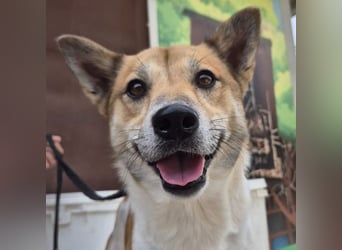 Iuko - lebensfroher Hundejunge sucht Körbchen. bei liebevollen Menschen