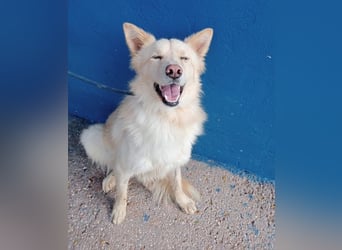 Dolar, Border-Collie typischer Jungspund aus der Tötung