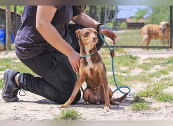 Caju, Mix Pinscher / Chihuahua, lieb und sozial