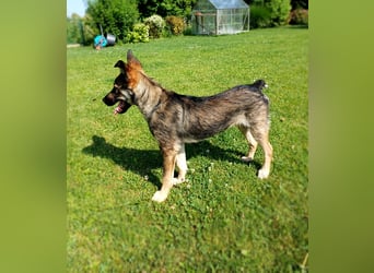 Johnny – Charmeur mit der Sonne im Herzen