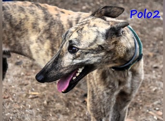 Polo2 geb. 05/2021 (ESP) - sehr lieber, freundlicher und kontaktfreudiger Galgo!