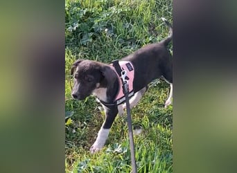 Auguste sucht Traumzuhause!