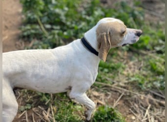 Remo – Pointer Mischling auf der Suche nach seinem Glück