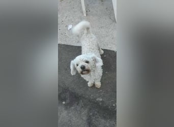 Kleiner Senior Tristan sucht sein Zuhause