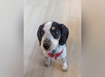 Beagle Mischlingsdame EADIE (*Dezember 2024) sucht eine Familie