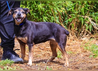 Fiona, Mix Pinscher / Chihuahua, lieb und verträglich
