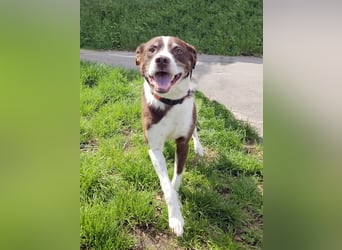 Cayo, 5 Jahre, sucht kompetentes Zuhause