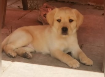 Reinrassige Labradorwelpen