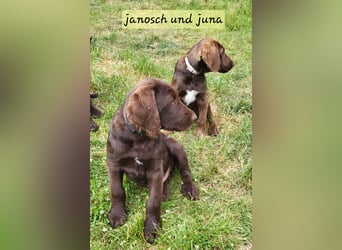 Welpen Labradoodle F1 Braun Könispudel x Labrador