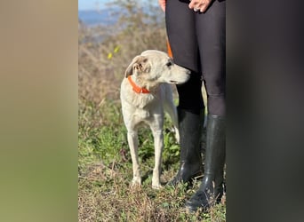 Miranda - Familie fürs Leben gesucht (82041 Deisenhofen)