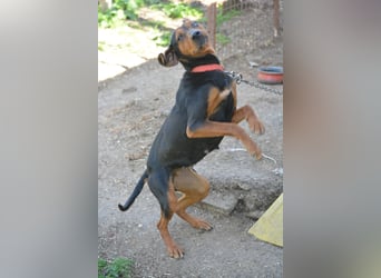 NOTFALL - „Lena“, hält den Stress im Tierheim nicht aus. Ca. 2022 geb. Weint ganz doll im Zwinger
