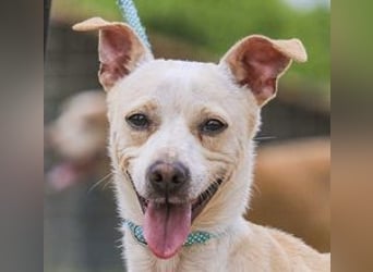 Enno, Mix Whippet / Podengo, lieb und sozial