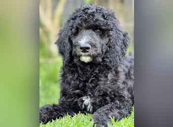 Bezaubernde Königspudel Welpen, Großpudel, Harlekin, Pudel, Videos