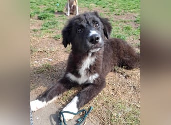 Baloo - junger,lebensfroher Hund