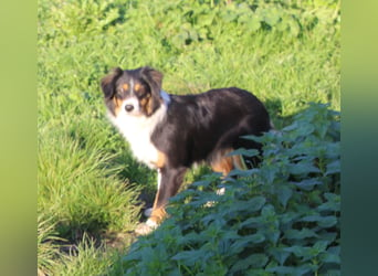 Traumhafte Miniature Australian Shepherd Junghunde ohne Abstammungsnacchweis.