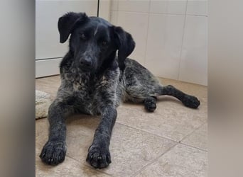 Fallon, geb. ca. 07/2022, lebt in GRIECHENLAND, im städt. Tierheim Serres
