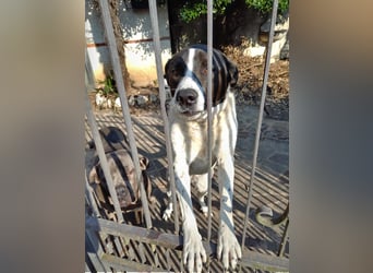 Laika - alles auf Anfang -