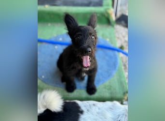 Manuela, ein süßes Hundekind