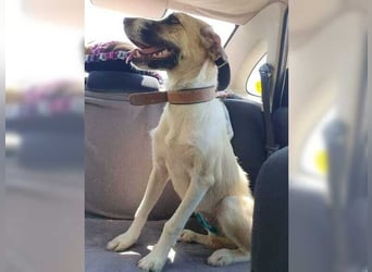 Schmusemaus Gül wäre so gerne Familienhund